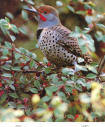 It was actually a baby flicker, like this picture.  They were nesting in a hole in a willow tree.